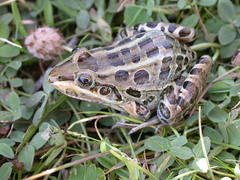 Leptodactylus luctator