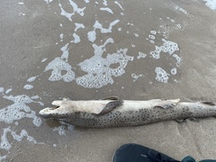 Scyliorhinus stellaris