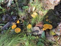 Cantharellus