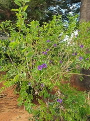 Lycianthes rantonnetii