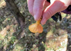 Cantharellus