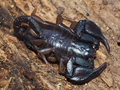 Euscorpius
