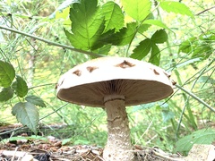 Hemipholiota populnea