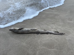 Scyliorhinus stellaris