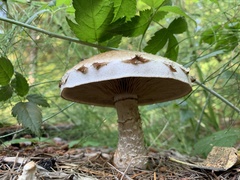 Hemipholiota populnea