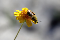 Hesperapis oraria