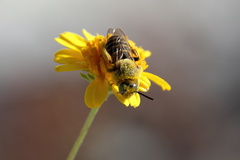 Hesperapis oraria