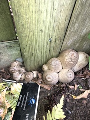 Coprinopsis romagnesiana