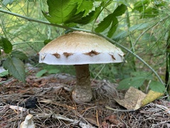 Hemipholiota populnea