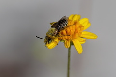 Hesperapis oraria