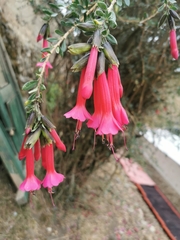 Cantua buxifolia