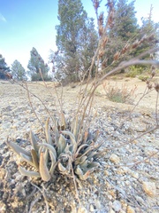 Dudleya abramsii abramsii