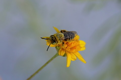 Hesperapis oraria