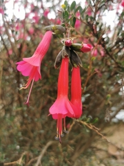 Cantua buxifolia