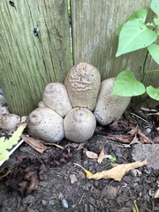 Coprinopsis romagnesiana