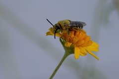Hesperapis oraria