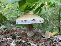 Hemipholiota populnea