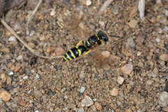 Philanthus lepidus