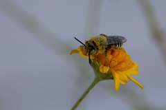 Hesperapis oraria
