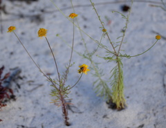 Hesperapis oraria