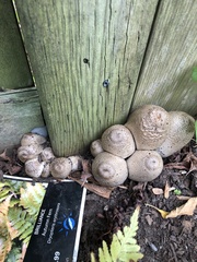 Coprinopsis romagnesiana