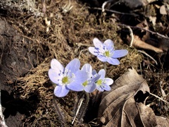 Hepatica