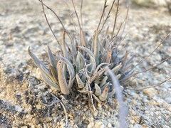 Dudleya abramsii abramsii