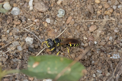 Philanthus lepidus