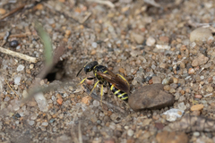 Philanthus lepidus