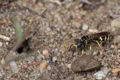Philanthus lepidus