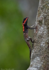 Calotes ceylonensis
