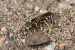 Philanthus lepidus