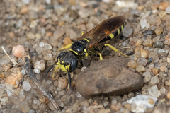 Philanthus lepidus