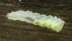 Epistrophe grossulariae