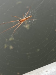 Tetragnatha laboriosa
