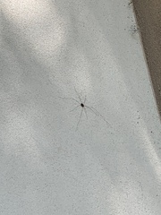 Leiobunum aldrichi