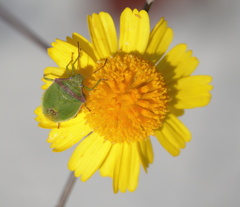 Taylorilygus apicalis