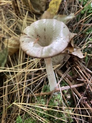 Pseudoclitocybe cyathiformis