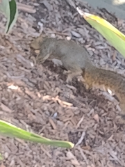 Sciurus niger