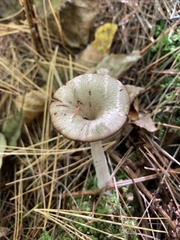 Pseudoclitocybe cyathiformis