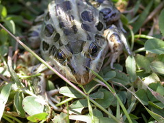 Leptodactylus luctator