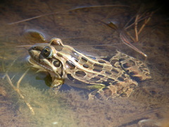 Leptodactylus luctator