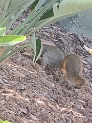 Sciurus niger