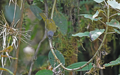 Chlorospingus semifuscus