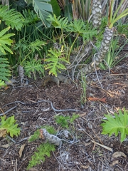 Sciurus niger