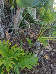 Sciurus niger