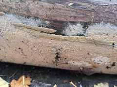 Steccherinum collabens