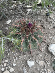 Ferocactus latispinus