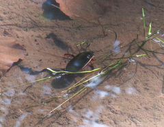 Dytiscus dimidiatus