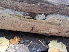 Steccherinum collabens